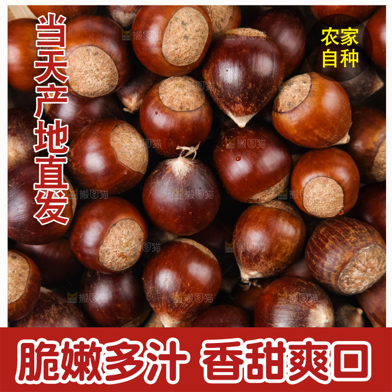 浅底上的马蹄果