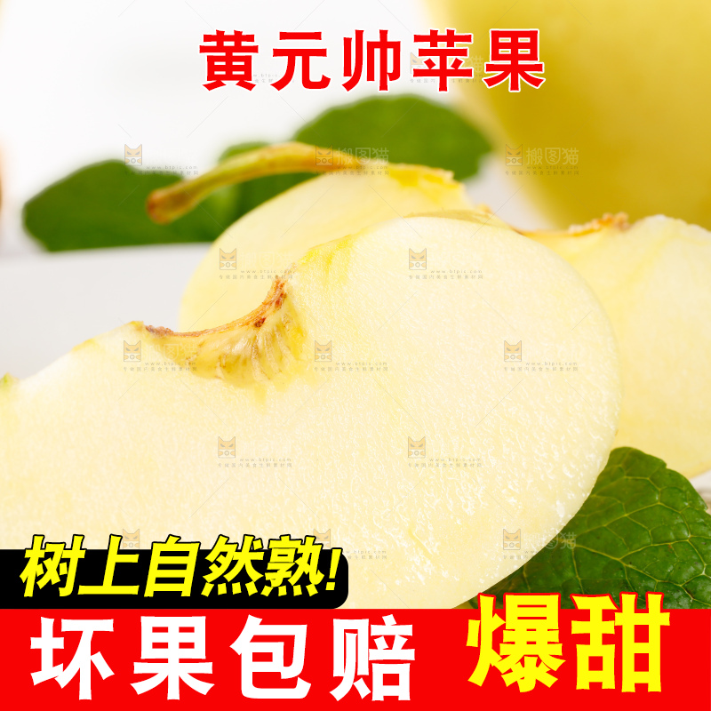 浅底上的烟台黄元帅