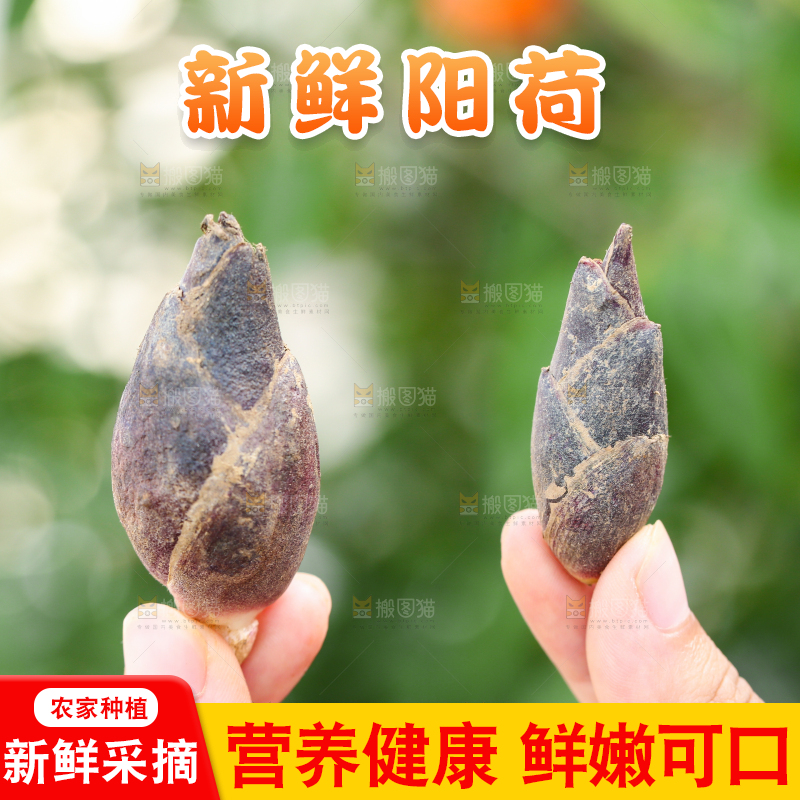 手里拿着野生阳荷姜