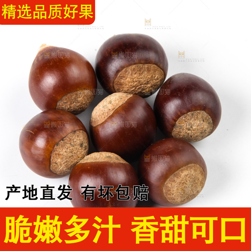 浅底上的马蹄果