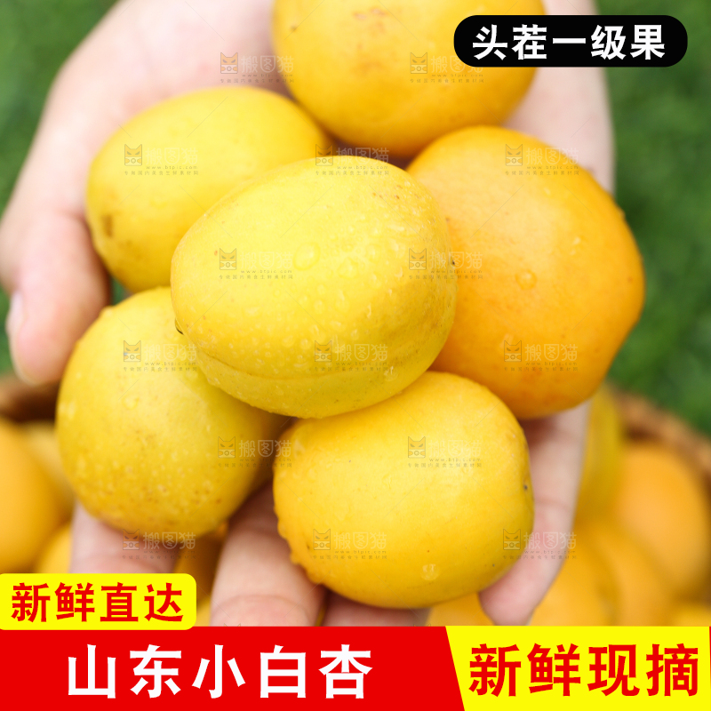 手里捧着山东小白杏