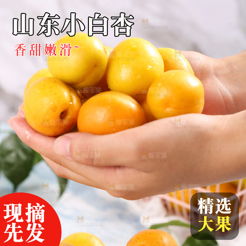 手里捧着山东小白杏