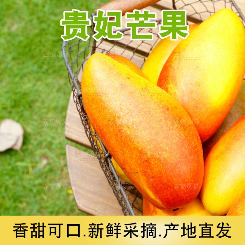 篮子里装着彩芒