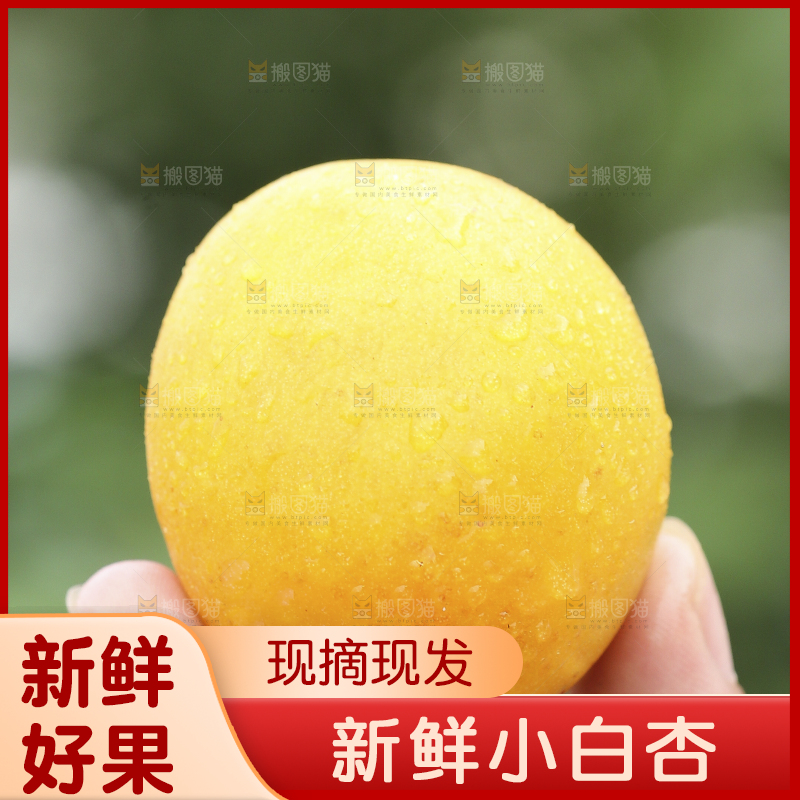 手里拿着小白杏
