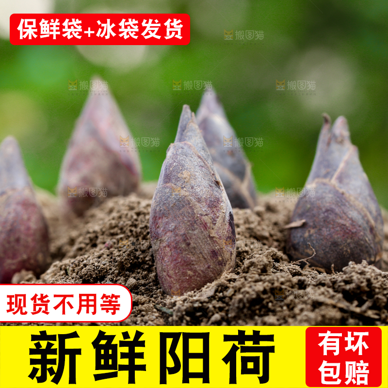 土堆上的阳荷姜
