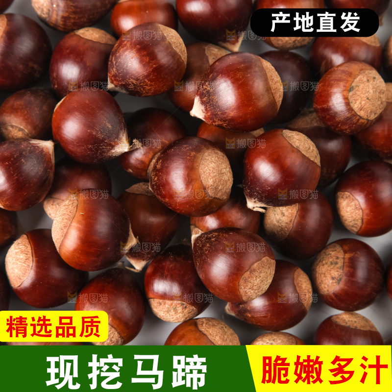 浅底上的马蹄果