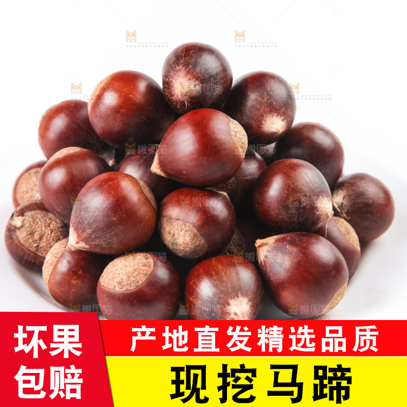 浅底上的马蹄果