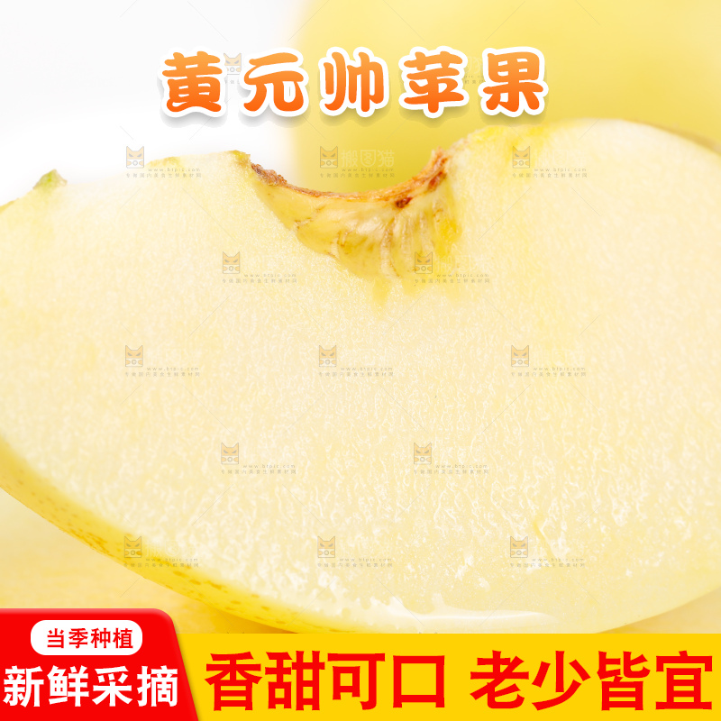 浅底上的烟台黄元帅