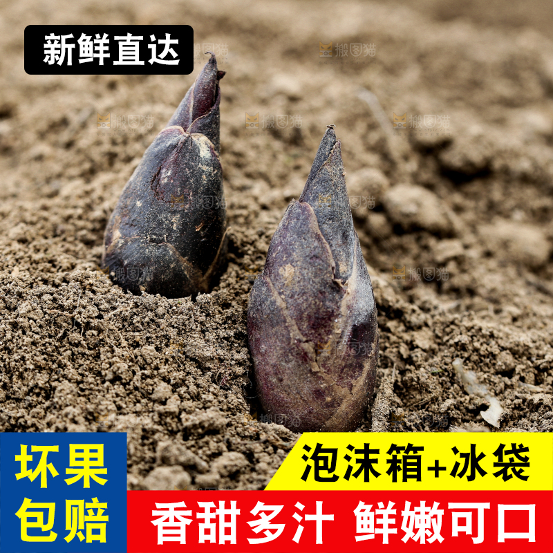 土堆上的阳荷姜