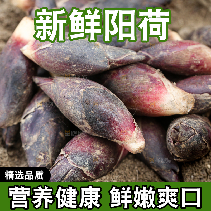 土堆上的阳荷姜