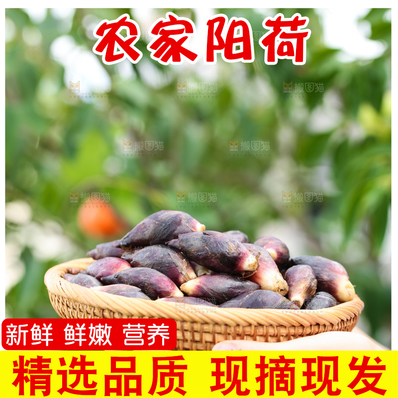手里端着一篮阳荷