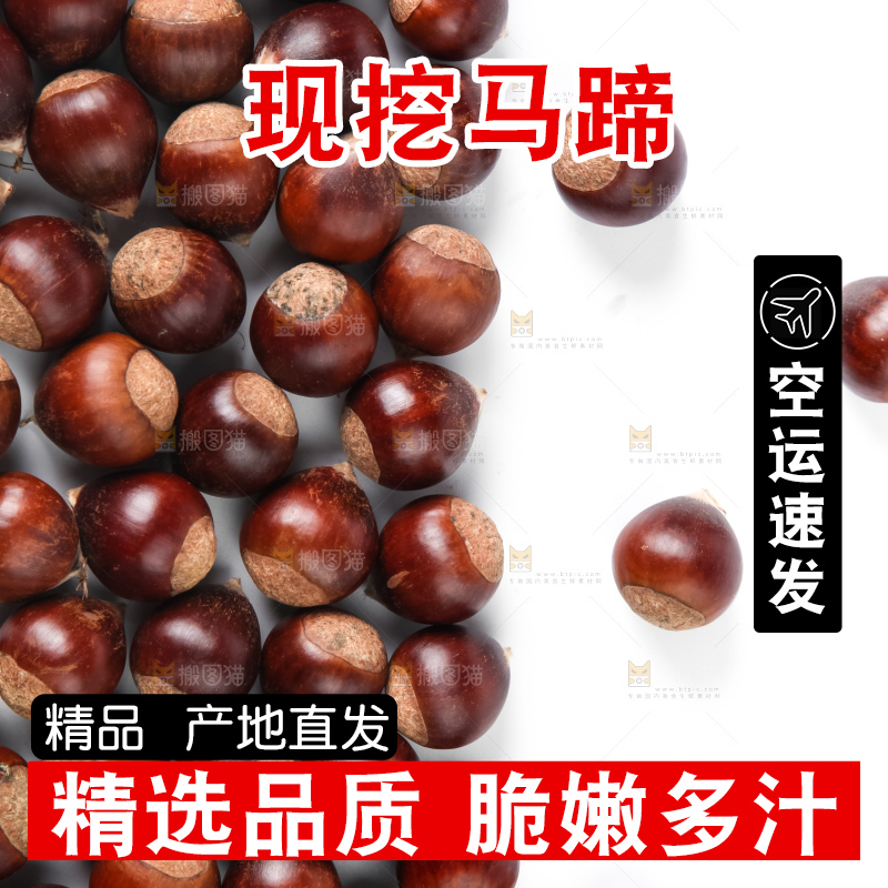 浅底上的马蹄果