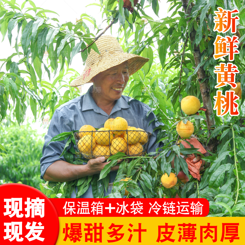 农民手里端着刚采摘的黄桃