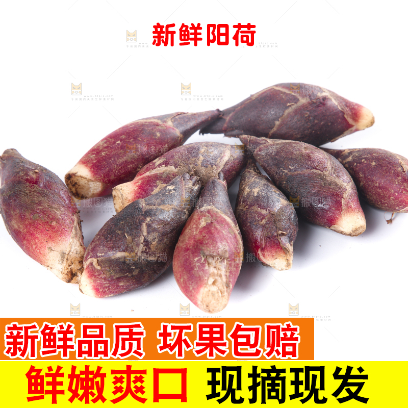 白底上摆放着阳荷姜