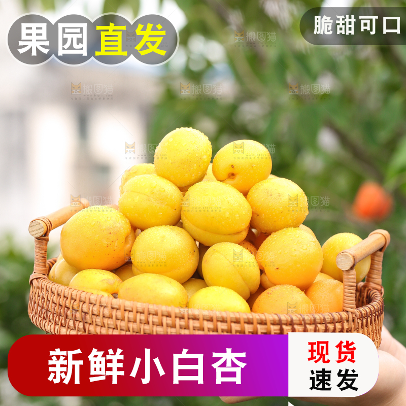 手里拿着一篮新鲜小白杏