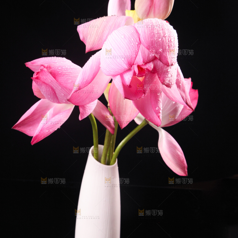 花瓶里插着荷花
