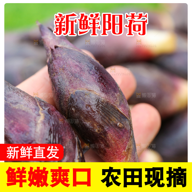 手里拿着新鲜阳荷姜