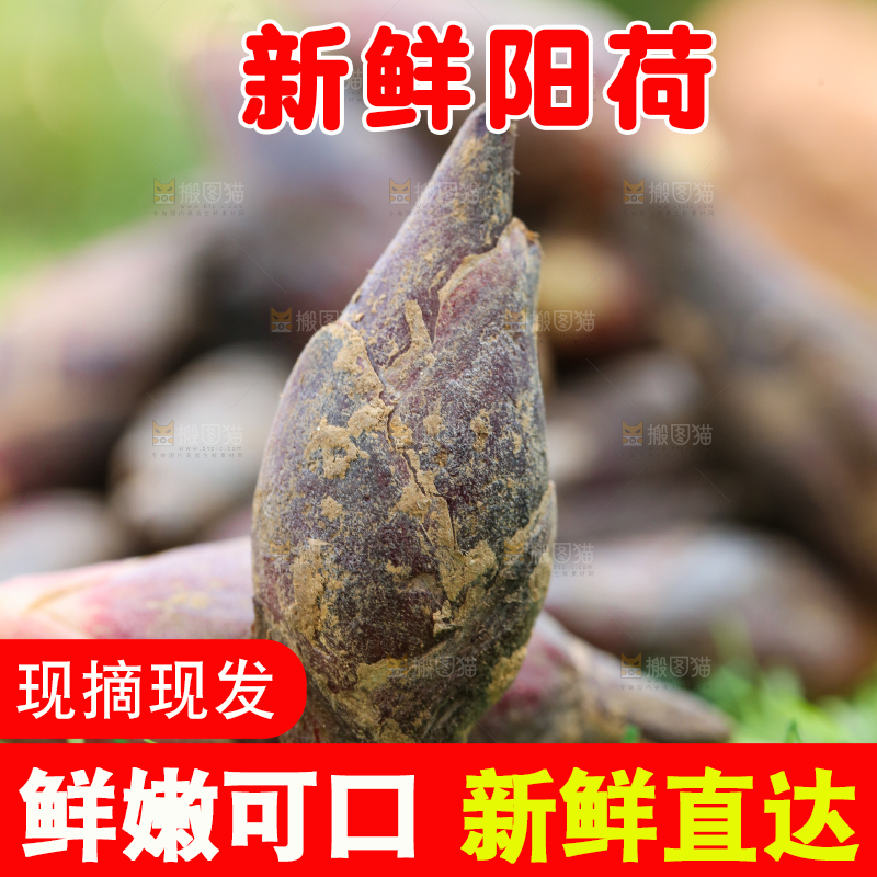 绿草地上摆放着阳荷