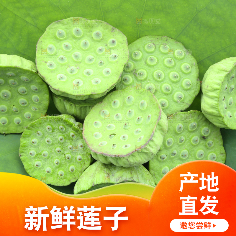 荷叶上放着新鲜莲蓬