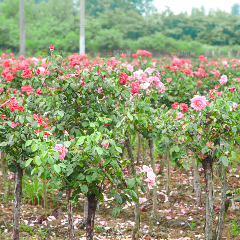 田地里种植的月季花