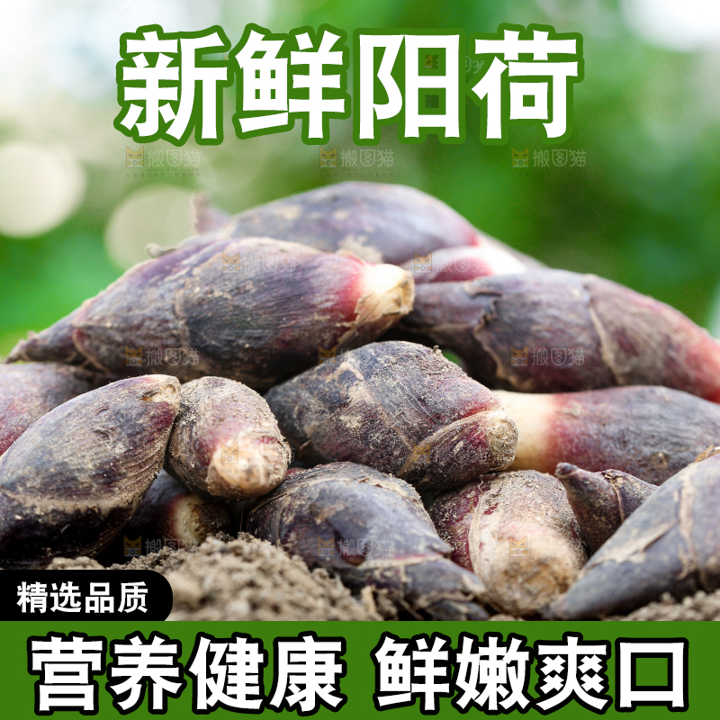 土堆上的阳荷姜