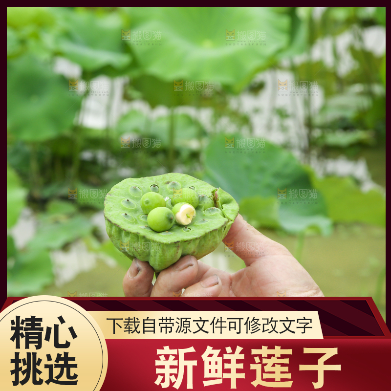 手里拿着莲蓬子