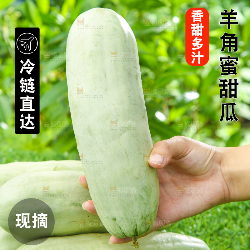 手里拿着山东羊角蜜