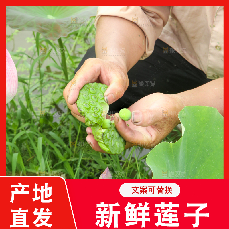 手里拿着莲蓬子