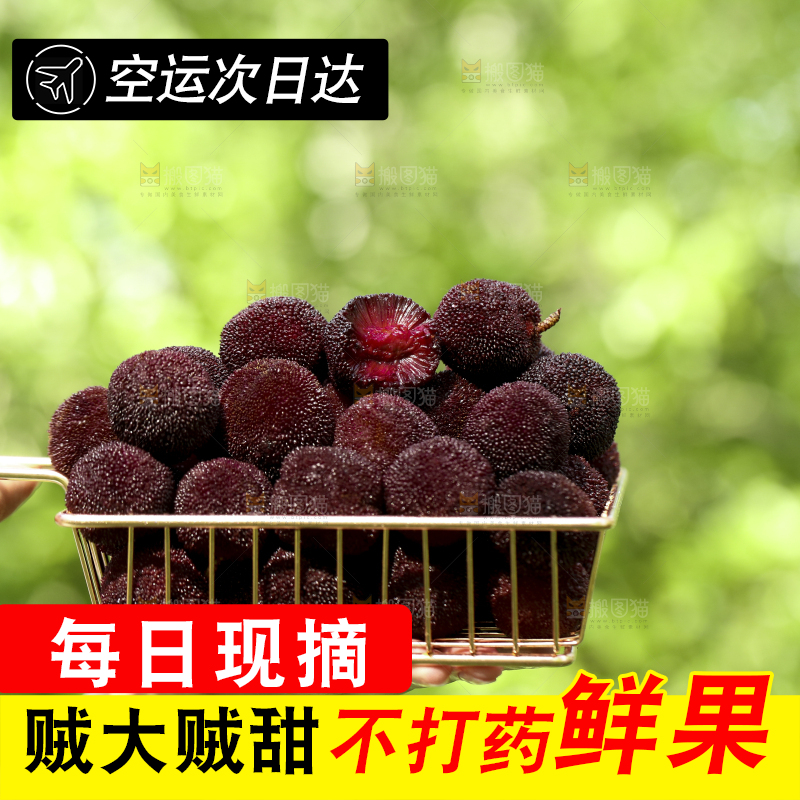 手里拿着一篮新鲜杨梅