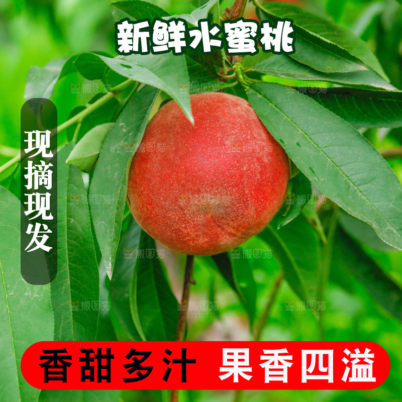 桃子树上的毛桃