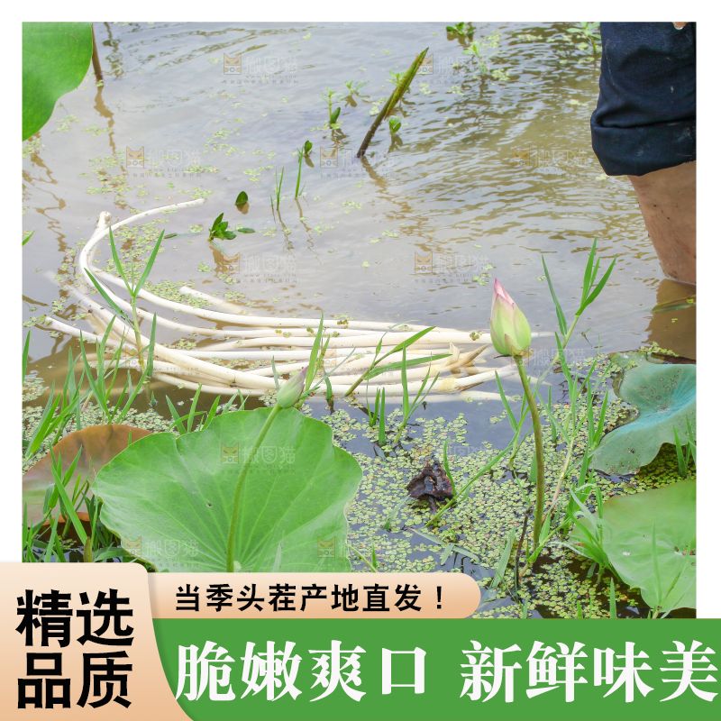 水里放着刚采摘的藕尖