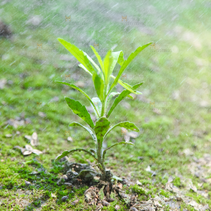 一颗小草