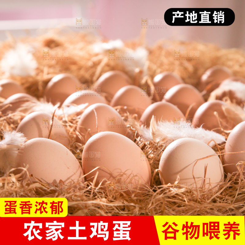 草堆里摆放着生鸡蛋