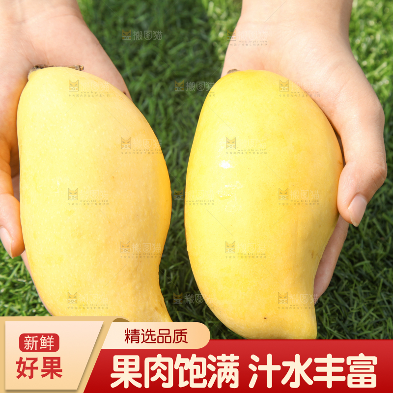 手里拿着鹰嘴芒果