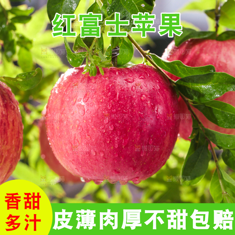 树枝上的红富士苹果