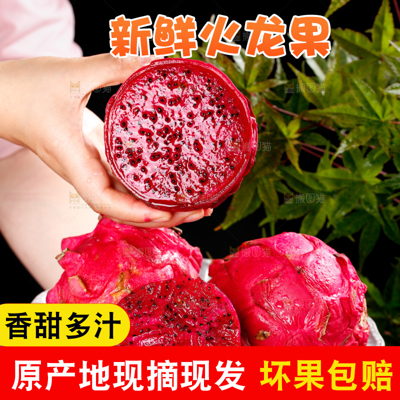 手里拿着红心火龙果