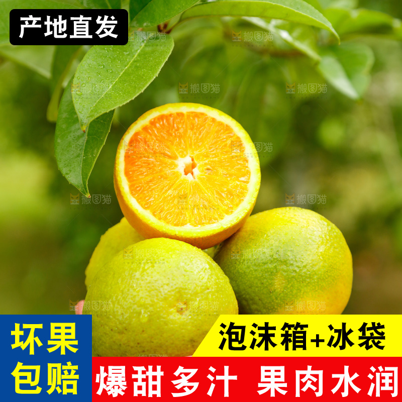 手里拿着广西桂林夏橙