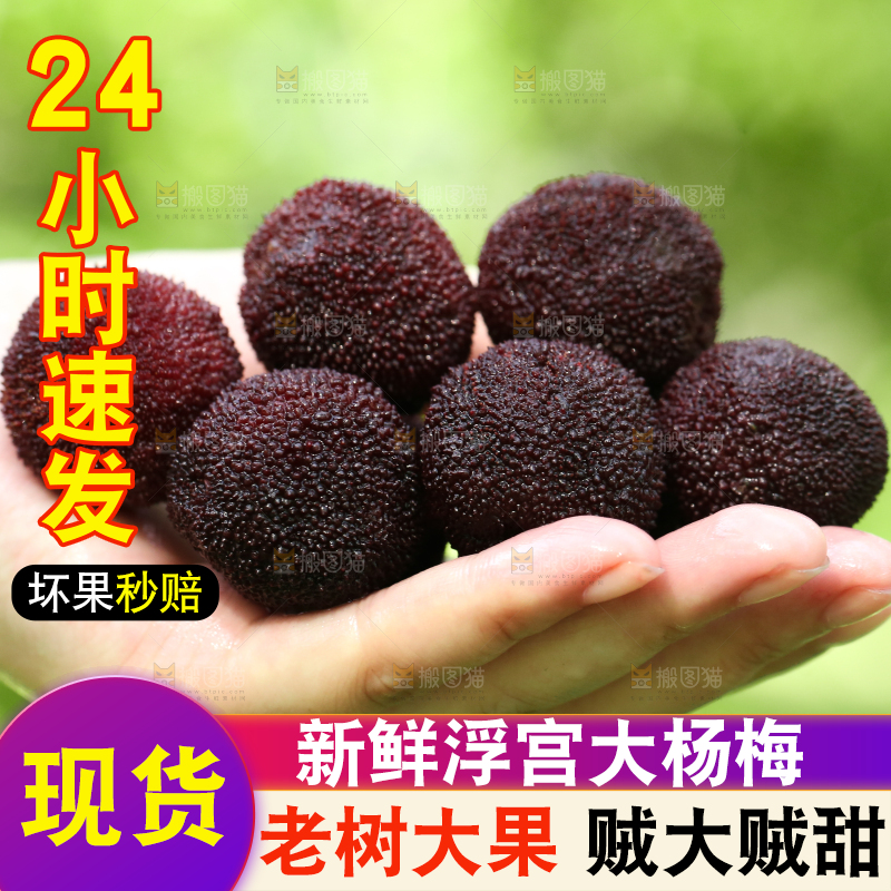 手里拿着野生杨梅