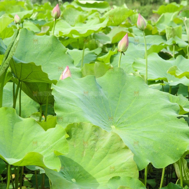 池塘里的荷叶
