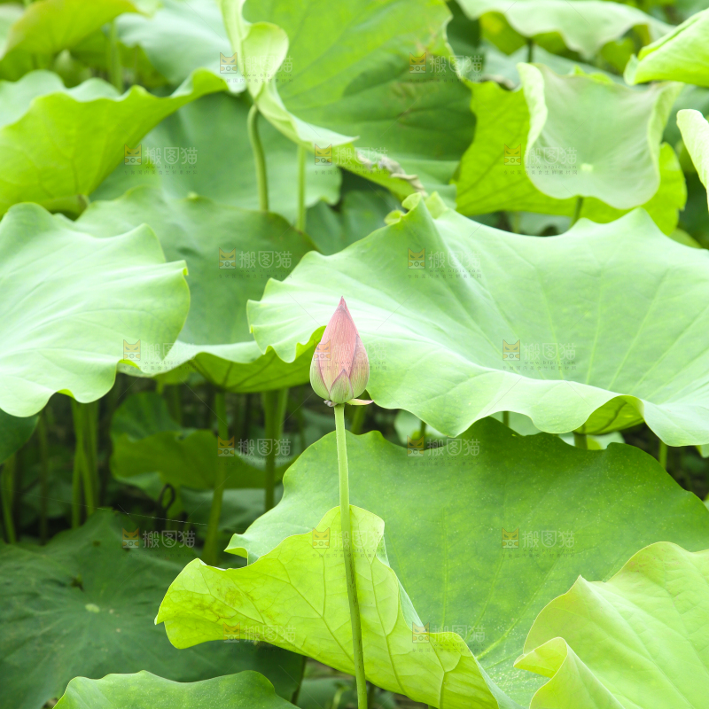 池塘里的荷叶