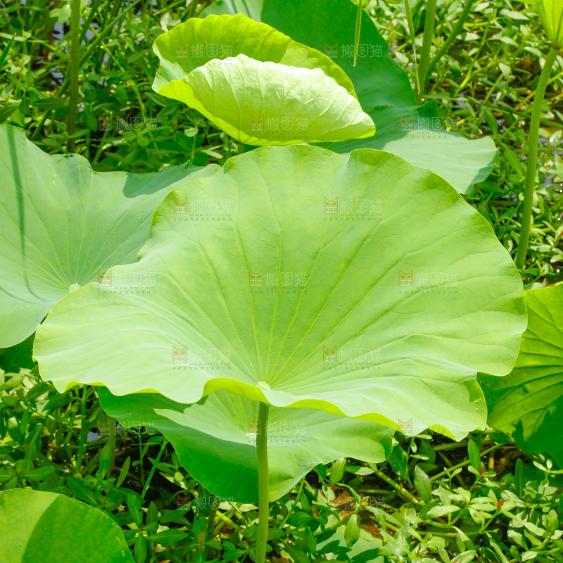 池塘里的荷花叶