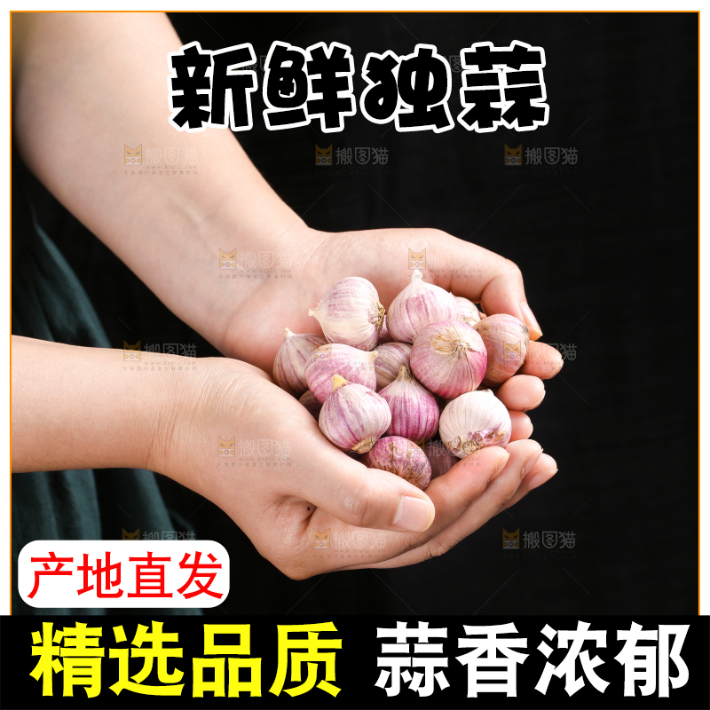 手里捧着云南紫皮独头蒜