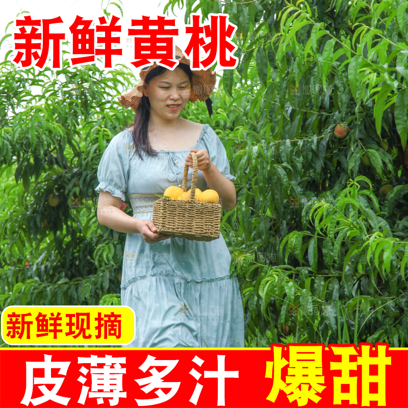 女孩手里提着一篮采摘的黄桃