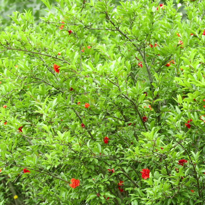 一片石榴花树