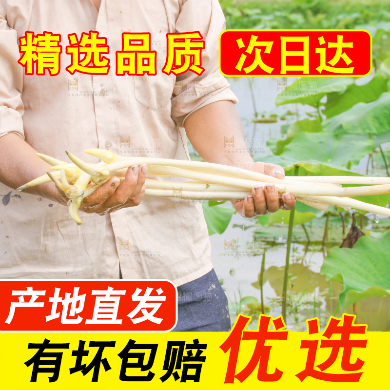 手里拿着新鲜采摘的藕尖