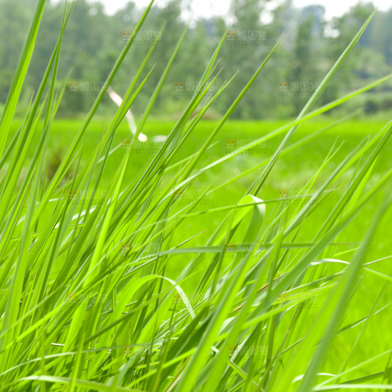 一片绿色的植物