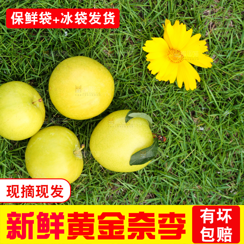草地上摆放着黄金李