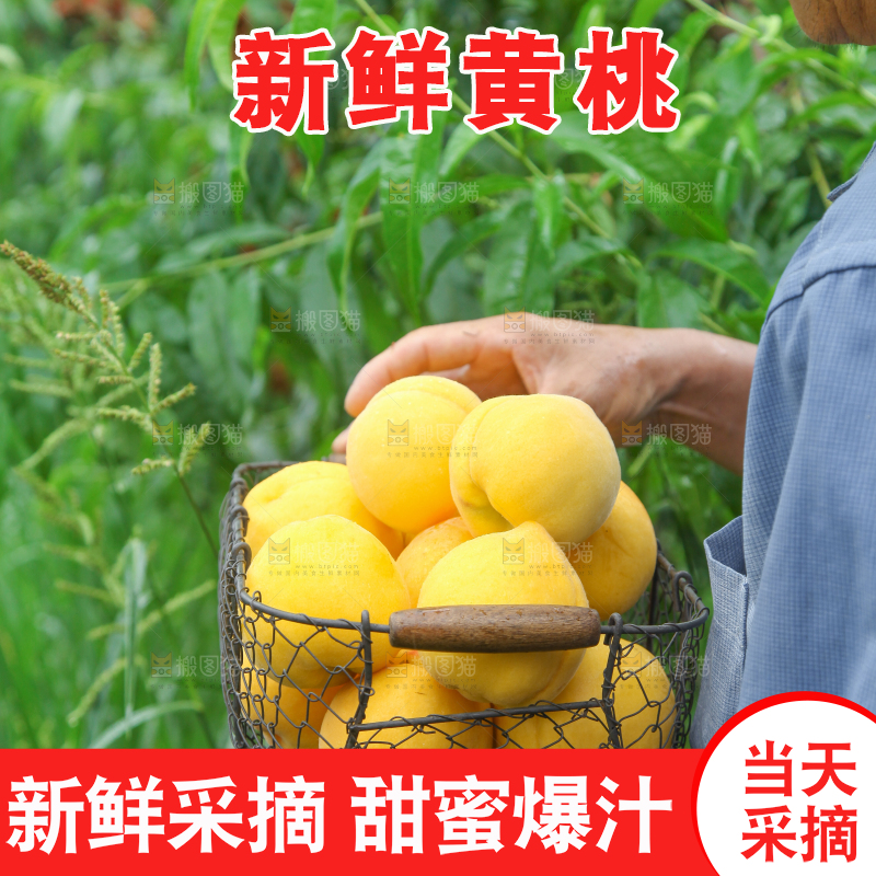 农民手里端着刚采摘的黄桃