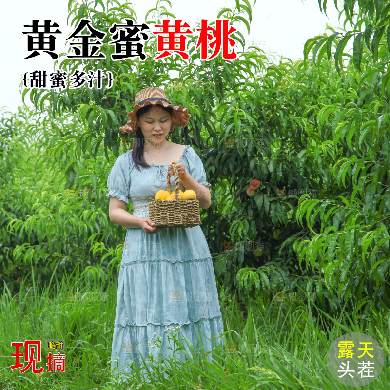女孩手里提着一篮采摘的黄桃