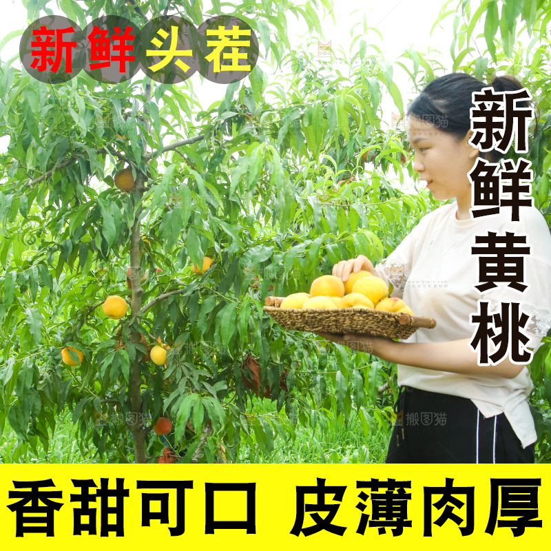 女孩正在采摘黄桃